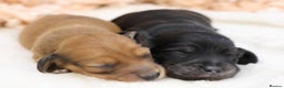 Miniature Dachshund dogs for sale: KC Miniature Dachshund Longhair Puppies - Advert 19