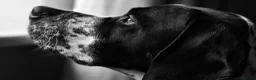 Pointer dogs for sale: 🩵🩵 English Pointer 🩵🩵 - Advert 14