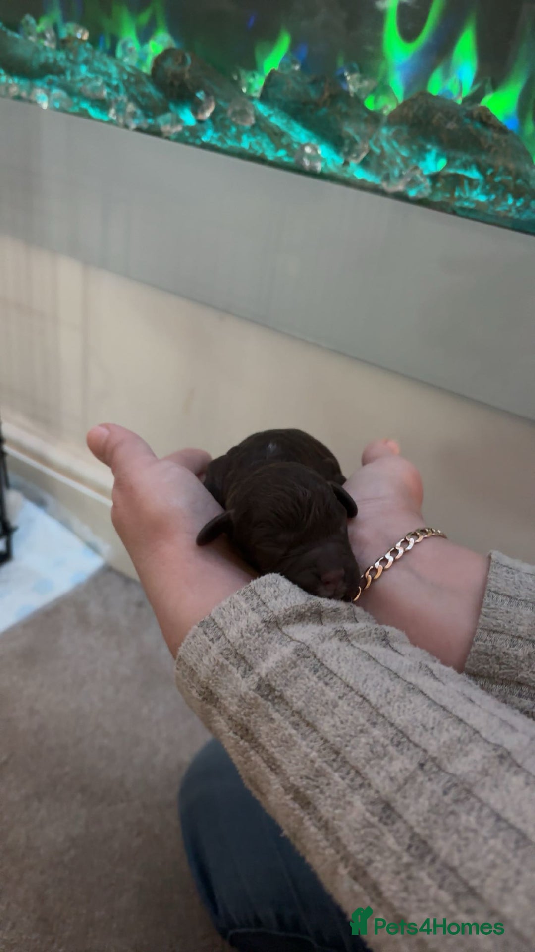 Mixed Breed dogs for sale: Cavapoo puppies  - Advert 12