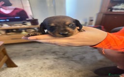 Miniature Dachshund dogs for sale: Miniature dachshund puppies for sale - Image 6