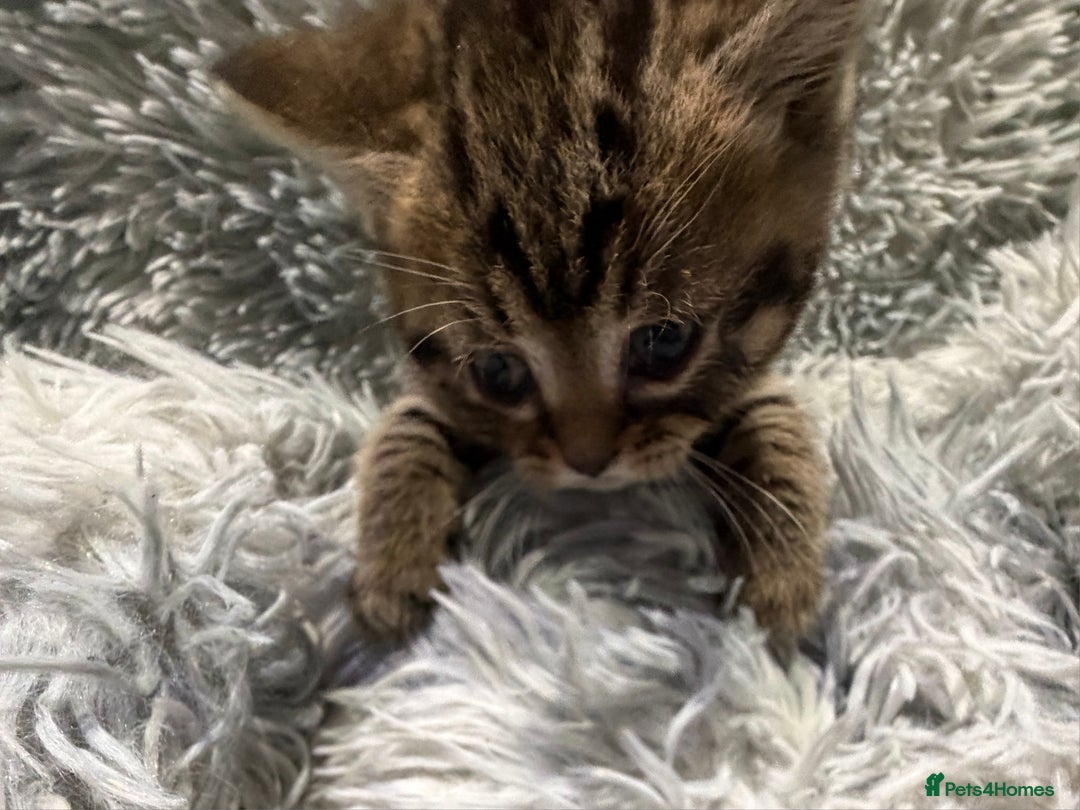 Persian cats for sale: Chinchilla persian cross kittens - Advert 16