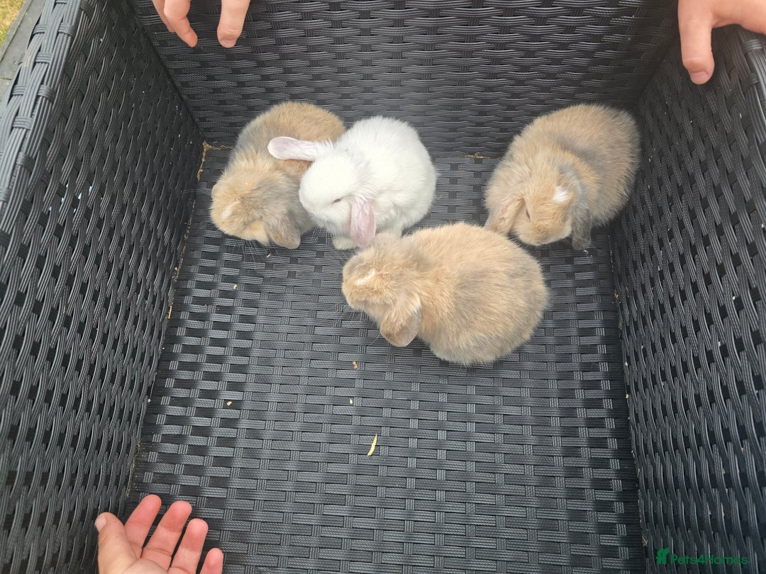 Mini Lop rabbits for sale:  stunning mini  lops   in Uxbridge - Image 4