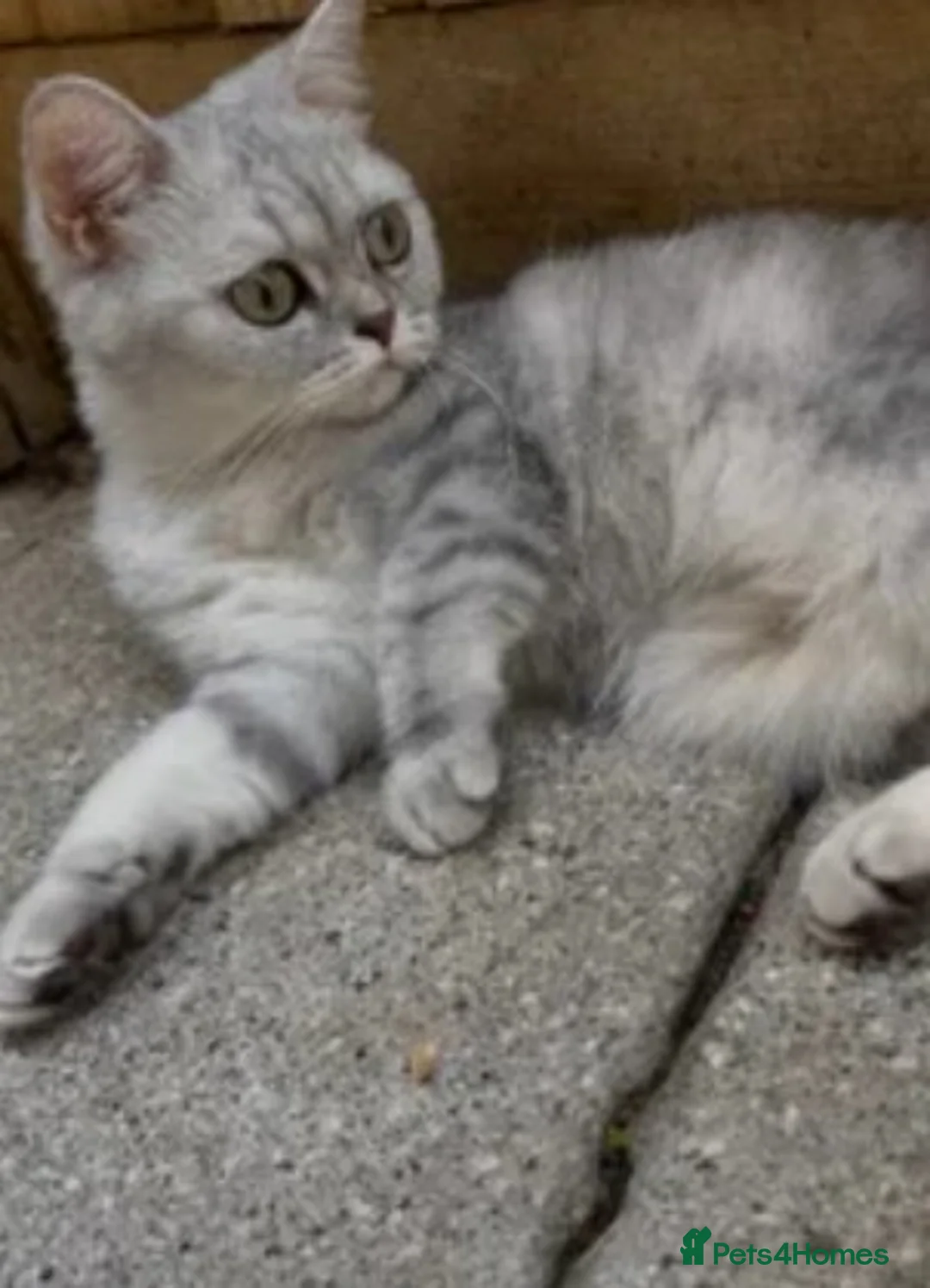 British Shorthair cats for sale: Nala  - Advert 6