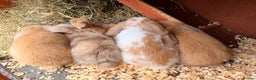 Mini Lop rabbits for sale: Mini Lop bunnies  - Advert 35