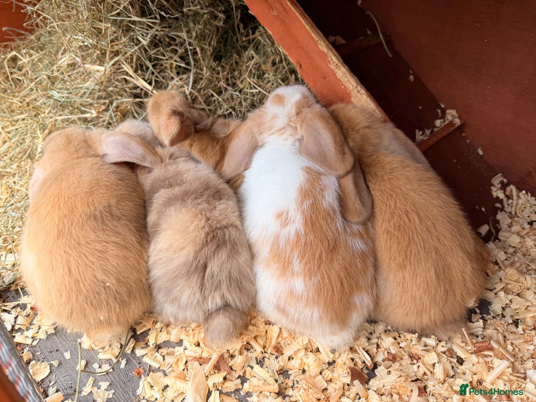 Mini Lop rabbits for sale: Mini Lop bunnies  - Advert 35