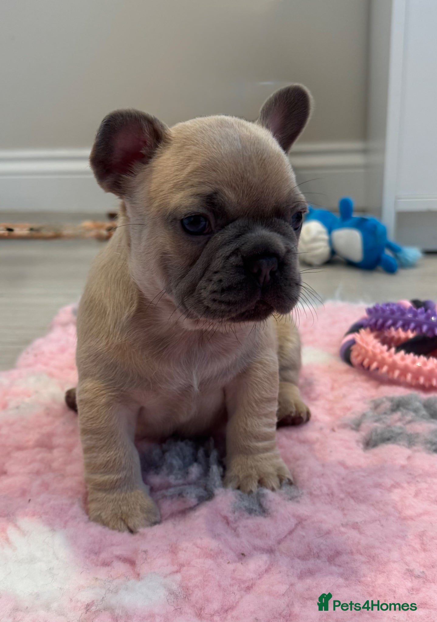 French Bulldog dogs for sale: Last Girl Remaining 🐶  KC Registered ! - Advert 22