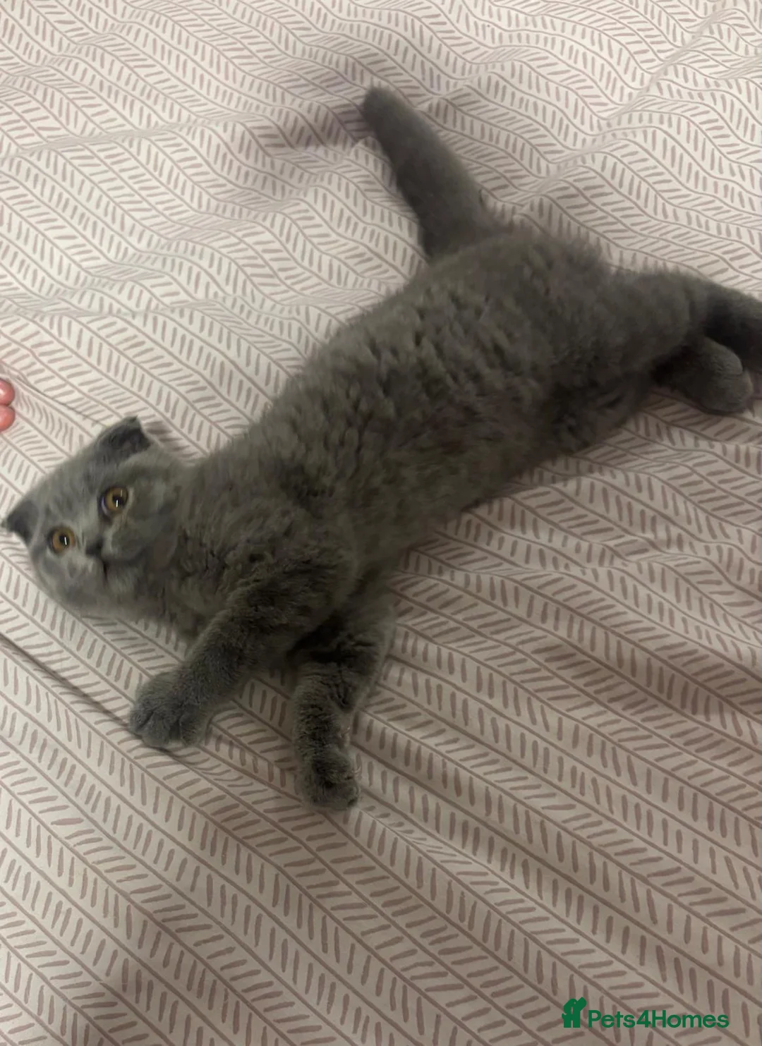 Scottish Fold cats for sale: Chunky Scottish fold kitten  - Advert 2