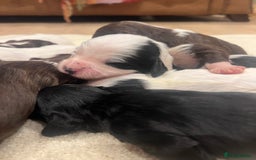 Cockapoo dogs for sale: Cockapoo puppies  - Advert 4