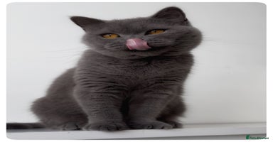 British Shorthair cats - Advert 6