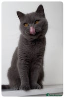 British Shorthair cats - Advert 6