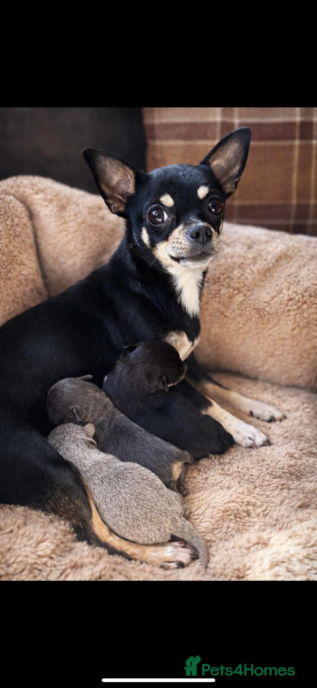 Chihuahua dogs for sale: Chihuahua puppies - Advert 2