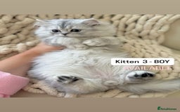 Persian cats for sale: 🎀4 BOYS LEFT!! 🎀Persian Chinchilla Kittens 💎 - Image 6