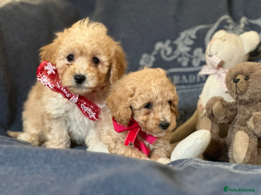 Poochon dogs for sale: Superb litter of Poochon's  - Advert 9