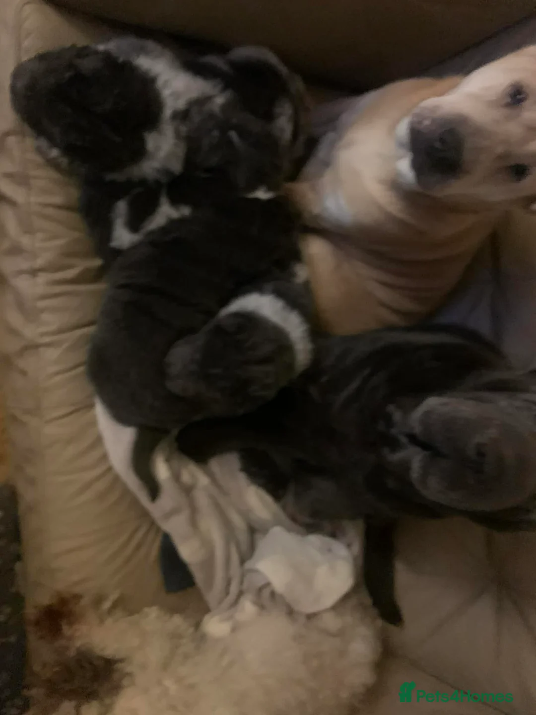 Shar Pei dogs for sale: 2 gorgeous male bear coat shar pei puppies - Advert 16