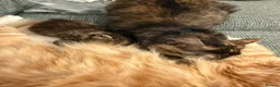 Mixed Breed cats for sale: Female Kitten  in Northampton - Advert 12