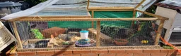 Quail poultry for sale: Coturnix quail chics and hatching eggs  - Advert 9