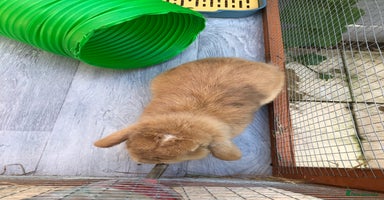 Mini Lop rabbits - Advert 4