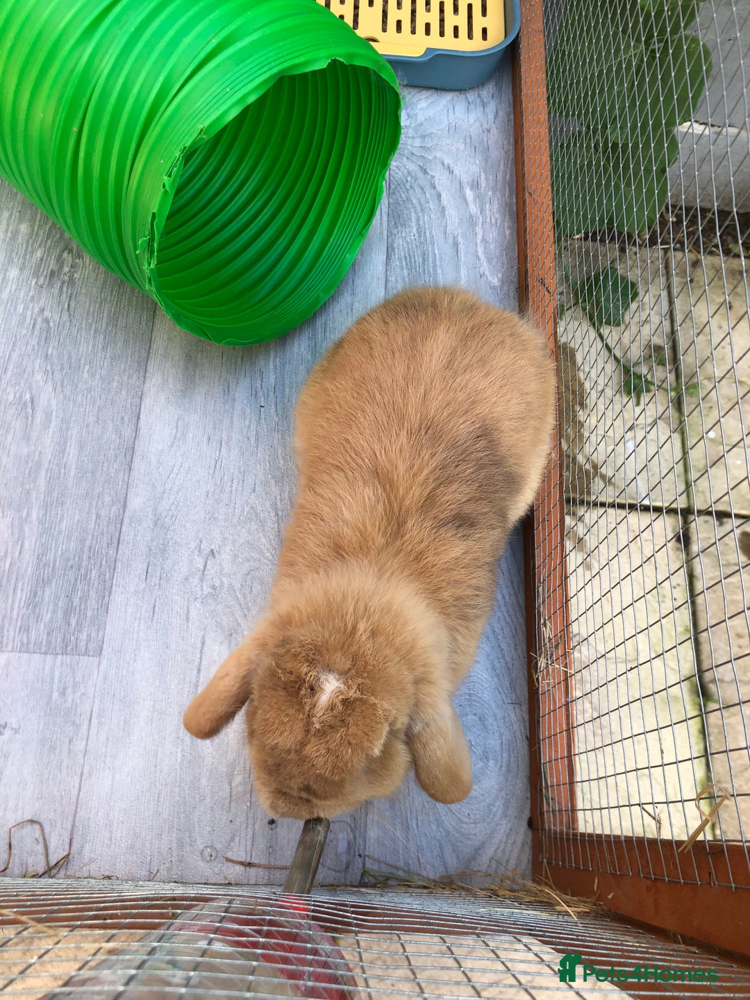 Mini Lop rabbits for sale: Sienna Fully Vaccinated Mini Lop  - Image 2