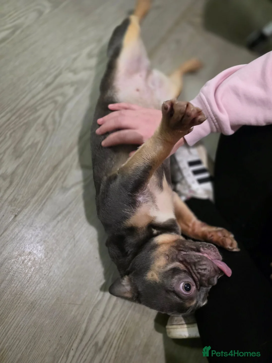 French Bulldog dogs for sale: 1 year old belle looking for forever home - Advert 5