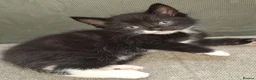 Mixed Breed cats for sale: Kittens  in Wolverhampton - Advert 5