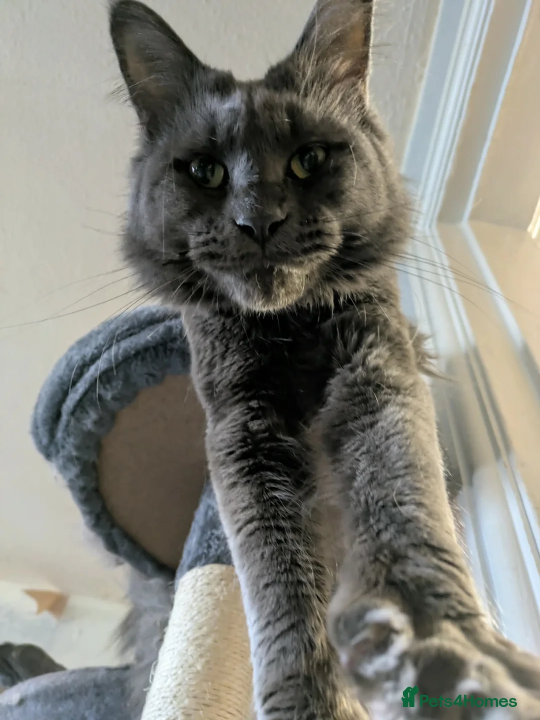 Maine Coon cats for sale: Stunning blue boy - Advert 5