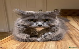 Mixed Breed cats for sale: Gorgeous half Persian fluffy Kittens  - Image 17