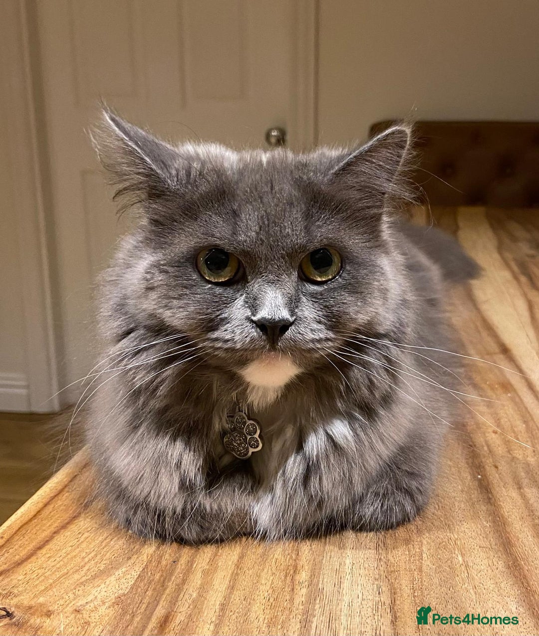Mixed Breed cats for sale: Gorgeous half Persian fluffy Kittens  - Image 17