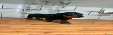 Dachshund 1