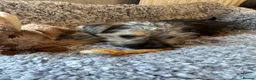 Yorkshire Terrier dogs for sale: Yorkshire terrier puppies for sale  - Advert 10