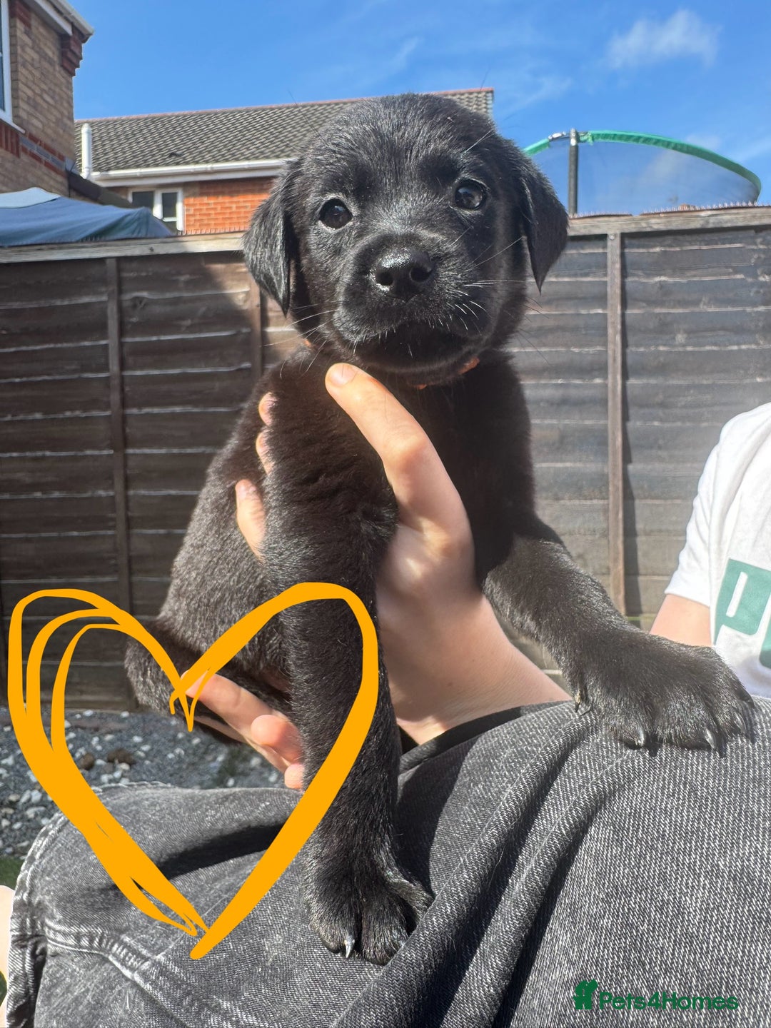 Mixed Breed dogs for sale: Last little girl! Reduced! - Image 12