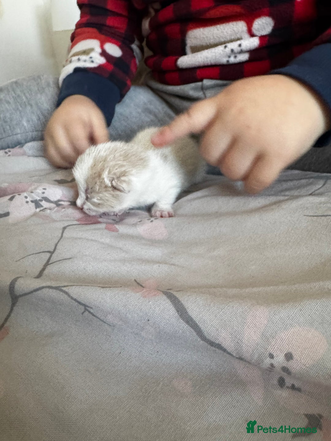 Mixed Breed cats for sale: Female white and ginger kitten  - Advert 3