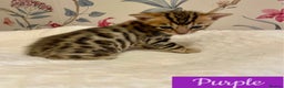 Bengal cats for sale: Beautiful Bengal Kittens - Advert 11