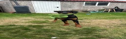 Dobermann dogs for sale: Doberman  - Advert 6