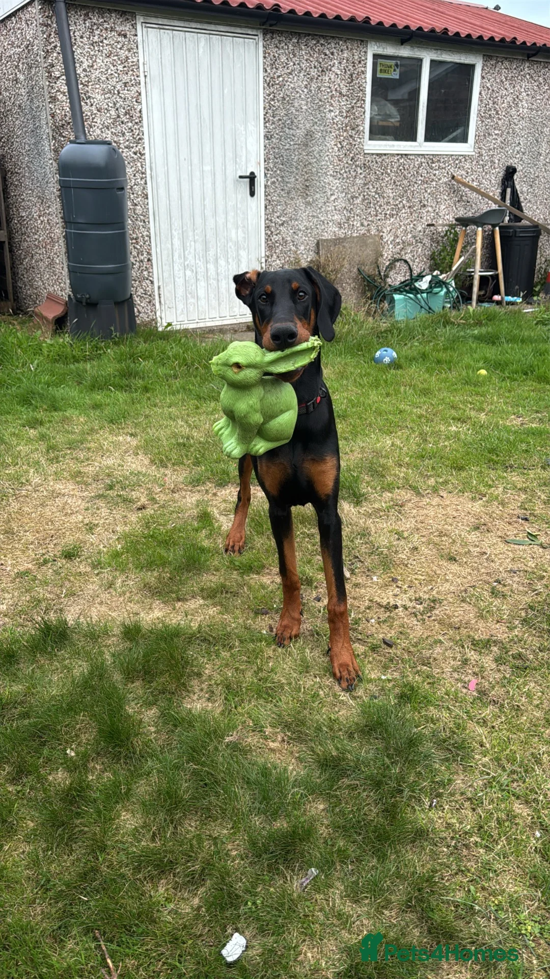 Dobermann dogs for sale: Doberman  - Advert 6