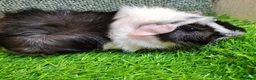 Guinea Pig rodents for sale: Pair baby brothers guinea pigs - Advert 7
