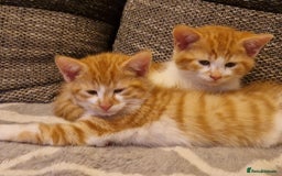 Persian cats for sale: Mix persian ginger kittens - Advert 9