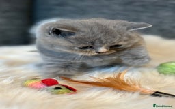 British Shorthair cats for sale: British Shorthair Kittens - Image 18