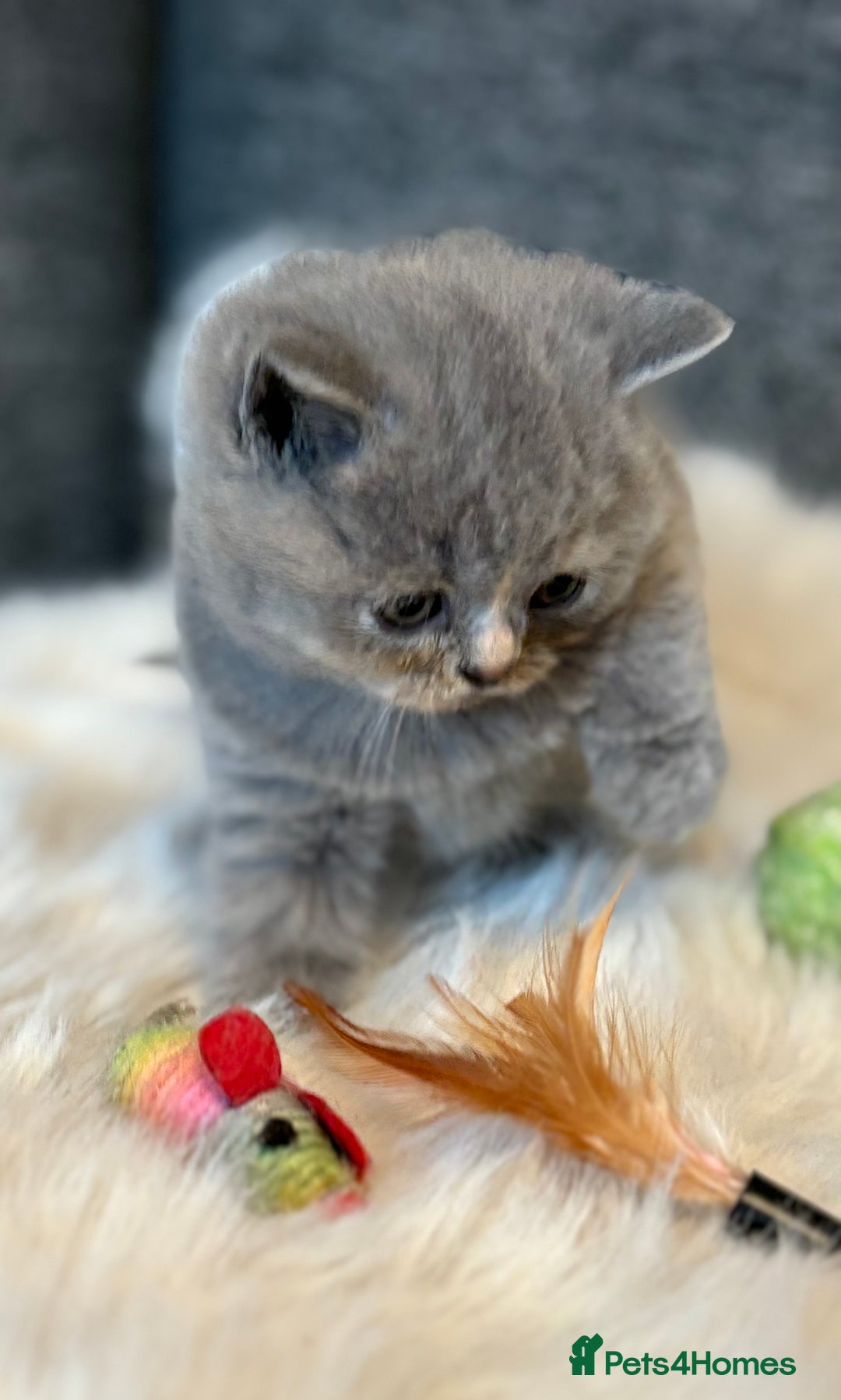 British Shorthair cats for sale: British Shorthair Kittens - Image 18