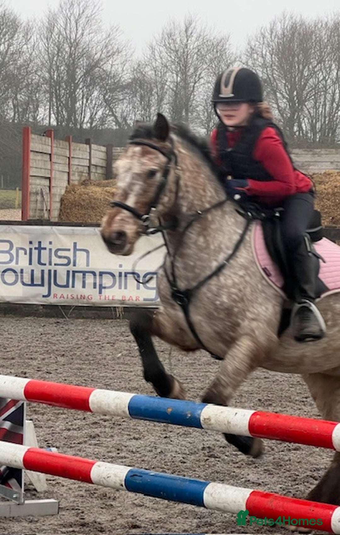 Appaloosa horses for sale: 13.1 hh Appaloosa Mare  - Image 22