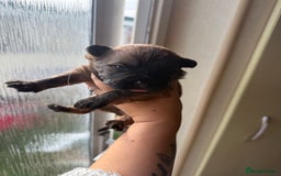 Mixed Breed dogs for sale: German shepherd cross chow chow/French bulldog  - Image 6