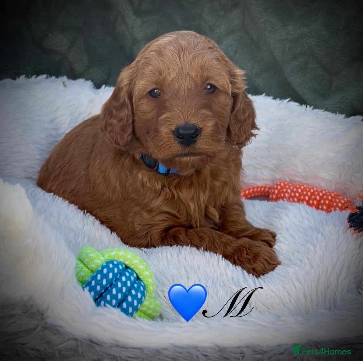 Cockapoo dogs F1B Cockapoo Puppies - Advert 1