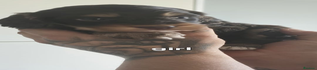 Cockapoo Girl 1