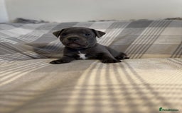 Staffordshire Bull Terrier dogs for sale: Staffordshire bull terrier pups - Image 7