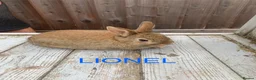Netherland Dwarf rabbits for sale: Netherland Dwarf / Cross Baby Rabbits  - Advert 11