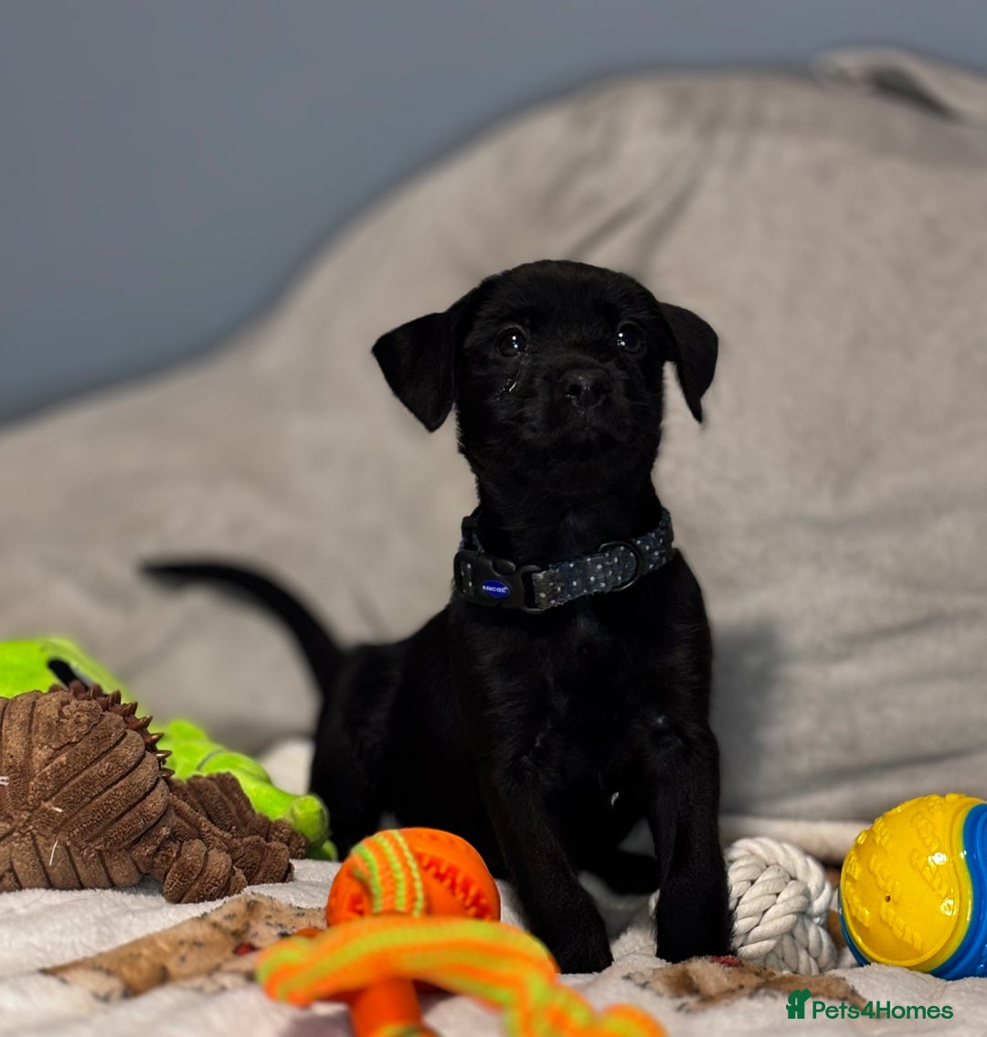 Mixed Breed dogs for sale: Cairndors - Image 6