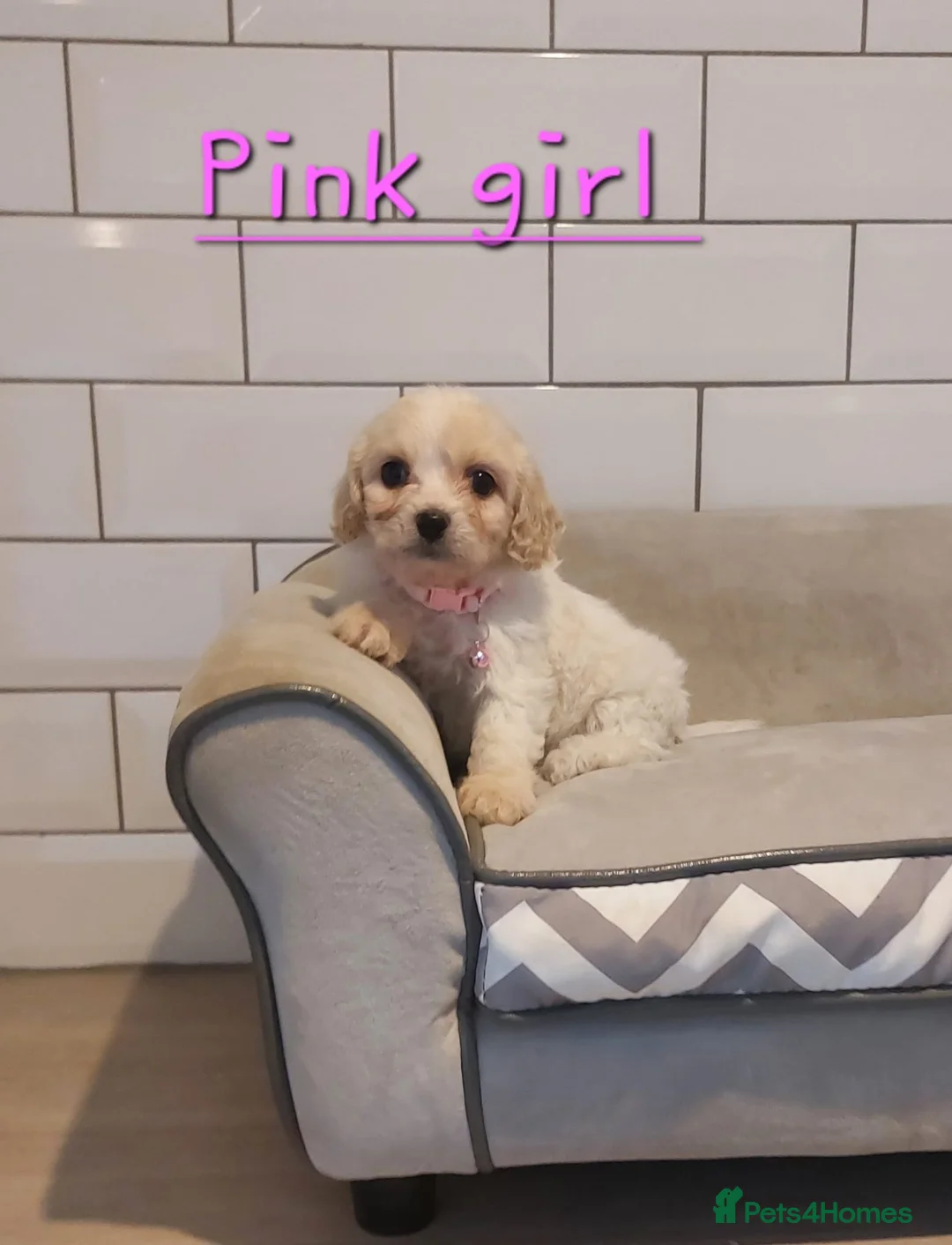 Cavachon dogs for sale: Beautiful Cavachon puppies 💕 - Advert 2