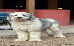 Sheepadoodle dogs for sale: Sheepadoodle Standard Size F1b READY NOW - Image 17