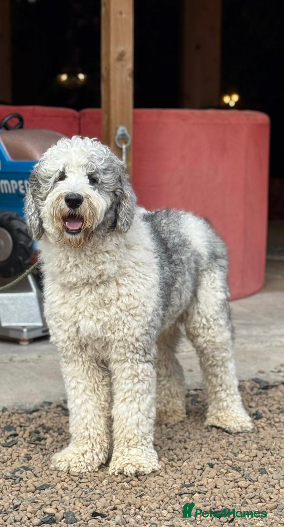 Sheepadoodle dogs for sale: Sheepadoodle Standard Size F1b READY NOW - Image 17