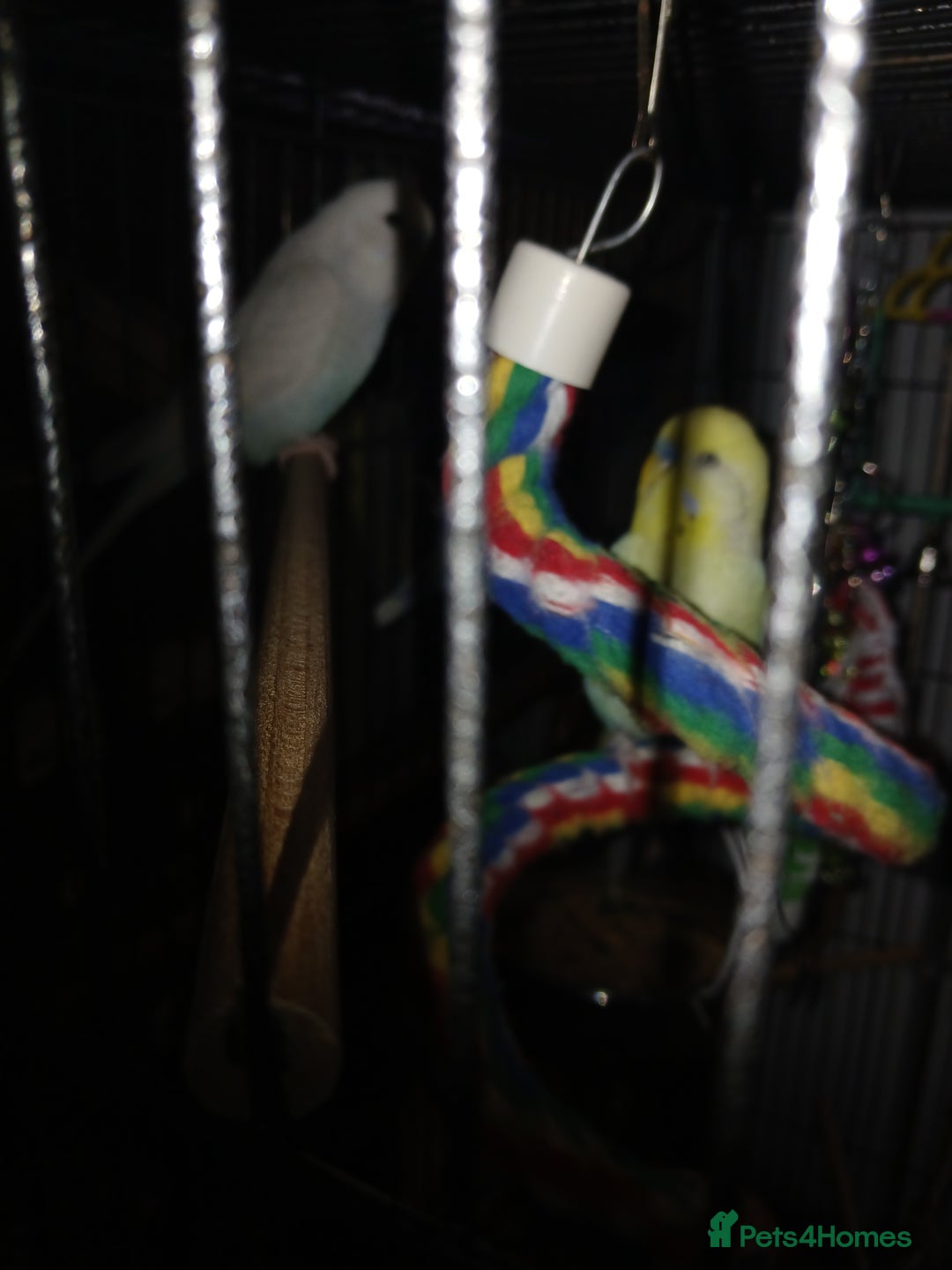 Budgerigars birds for sale: 4 budgies and cage for sale  - Advert 2