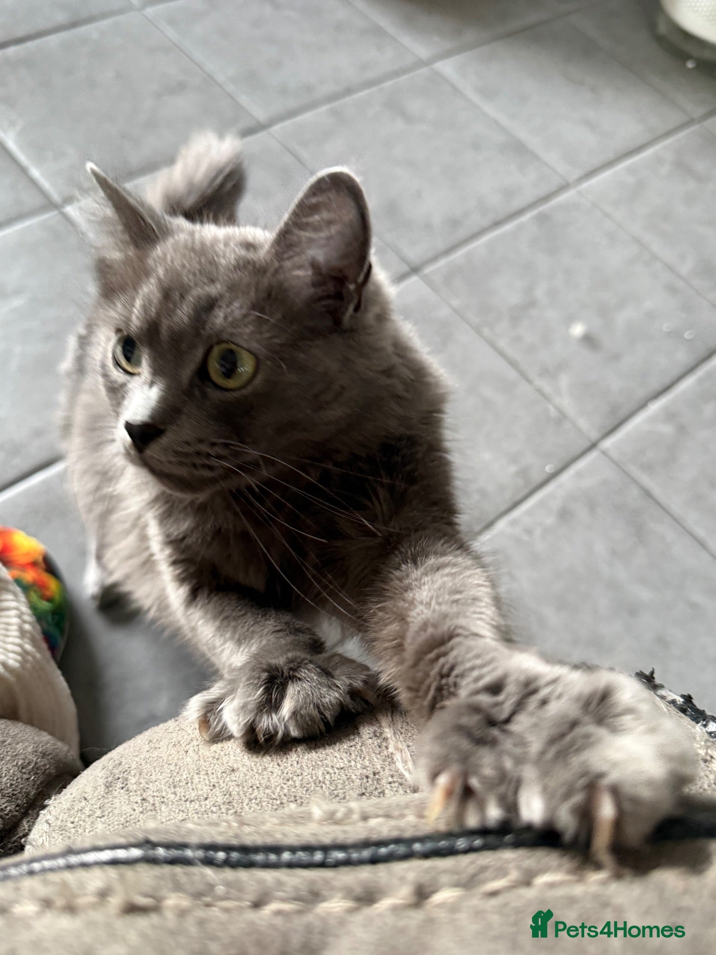 Mixed Breed cats Stunning little Grey fluffy female cat - Advert 1